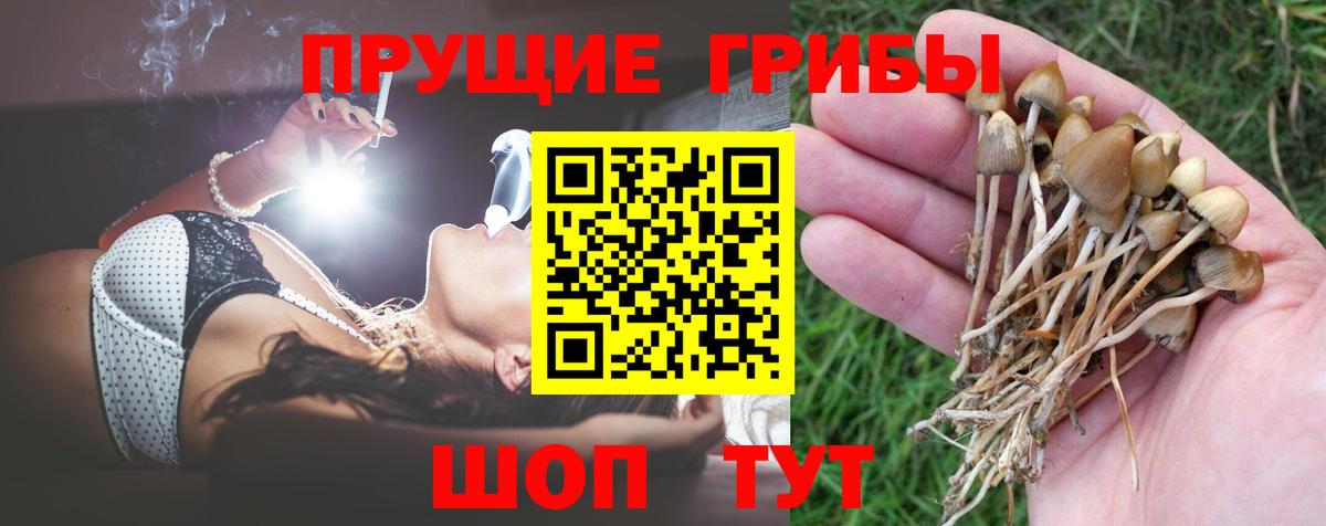 Псилоцибиновые грибы Psilocybe Чусовой
